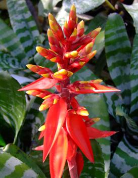 راهنمای نگهداری و پرورش گیاهان آپارتمانی - ایکیما چانتینی